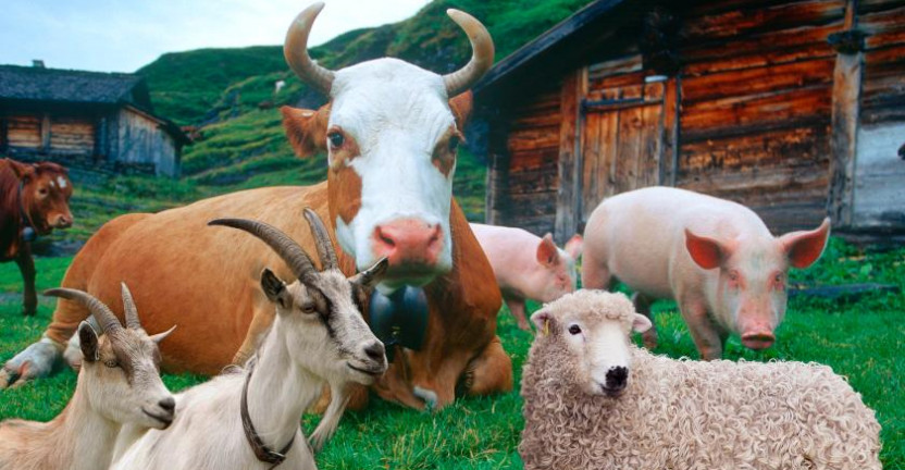 О поголовье скота и птицы в Волгоградской области на 1 июня 2019 года