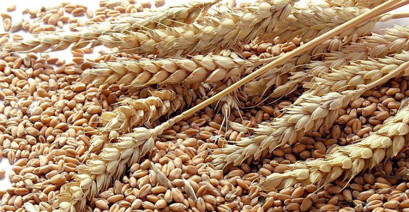 Об уборке зерновых культур