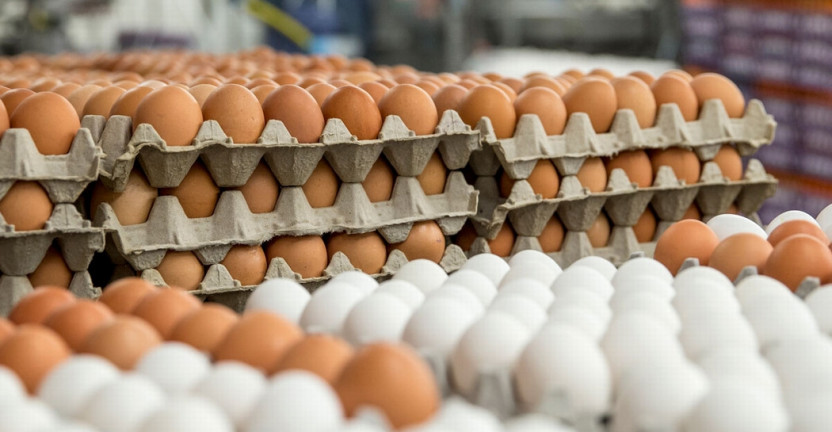 О производстве яиц