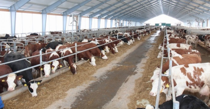 О производстве животноводческой продукции сельхозпроизводителями
