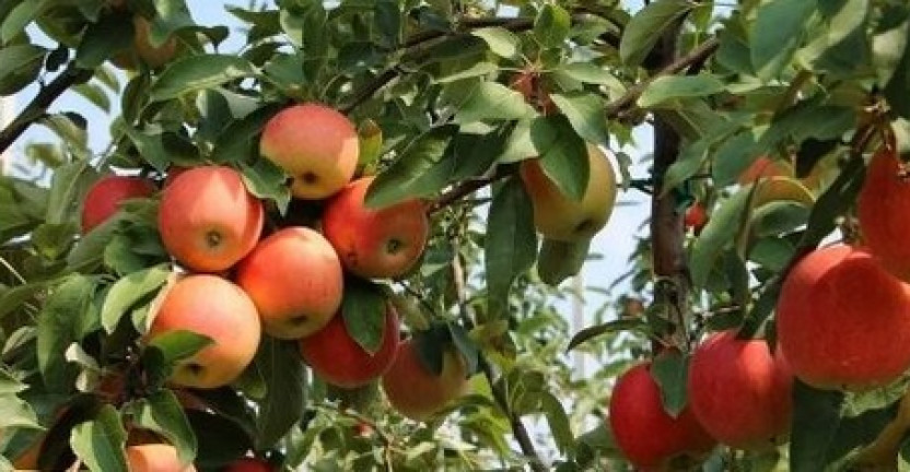 О производстве плодово-ягодных культур