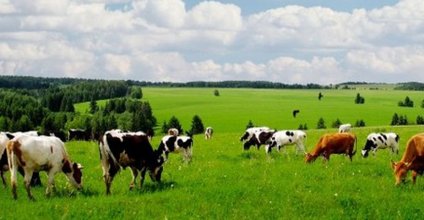 О поголовье скота в Волгоградской области  на конец апреля 2021 года